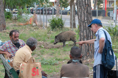 Emergenza Cinghiali, la rivolta di Coldiretti: sit-in sotto la Regione Lazio