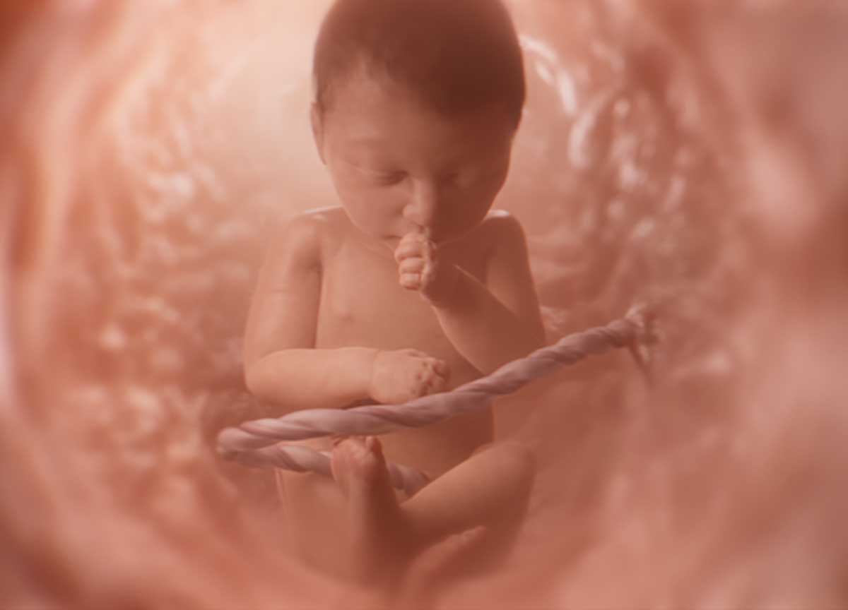 Baby Olivia, lo choc del feto sul maxischermo di piazza del Popolo a Roma Baby Olivia, lo choc del feto sul maxischermo di piazza del Popolo a Roma