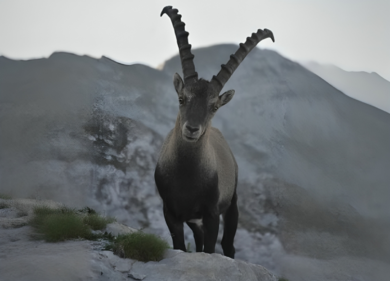 Stambecchi, il Governo dice sì alla caccia. Ma è specie che rischia estinzione