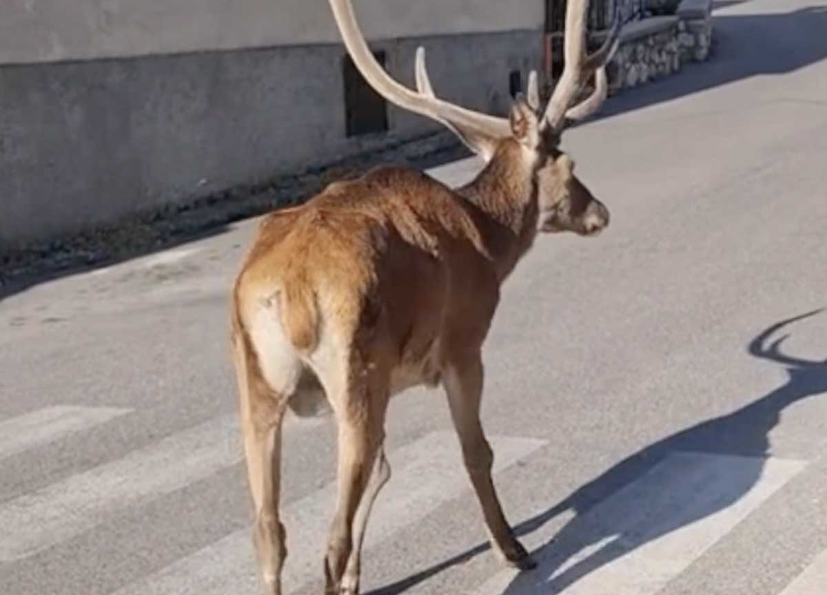 Il cervo che fa colazione ogni giorno: Villetta Barrea non finisce mai di stupire