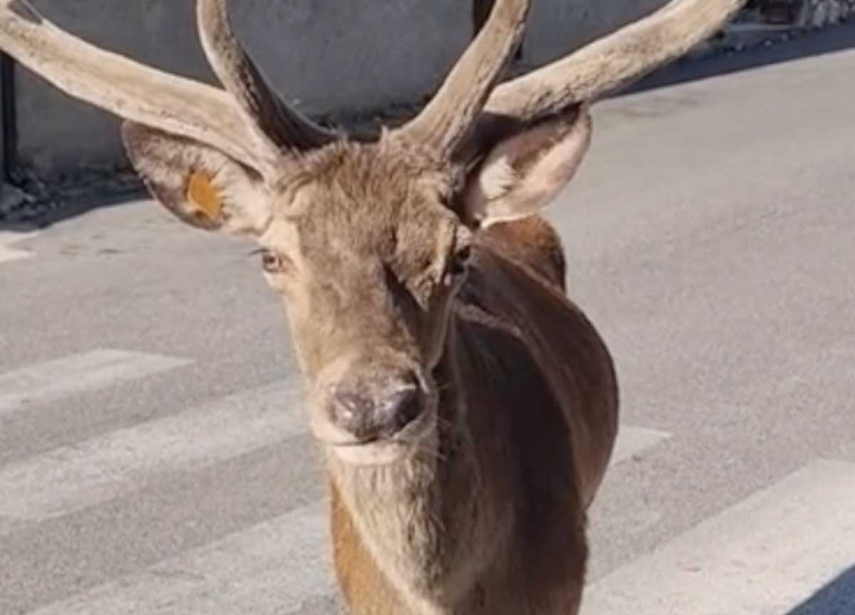 Il cervo che fa colazione ogni giorno: Villetta Barrea non finisce mai di stupire