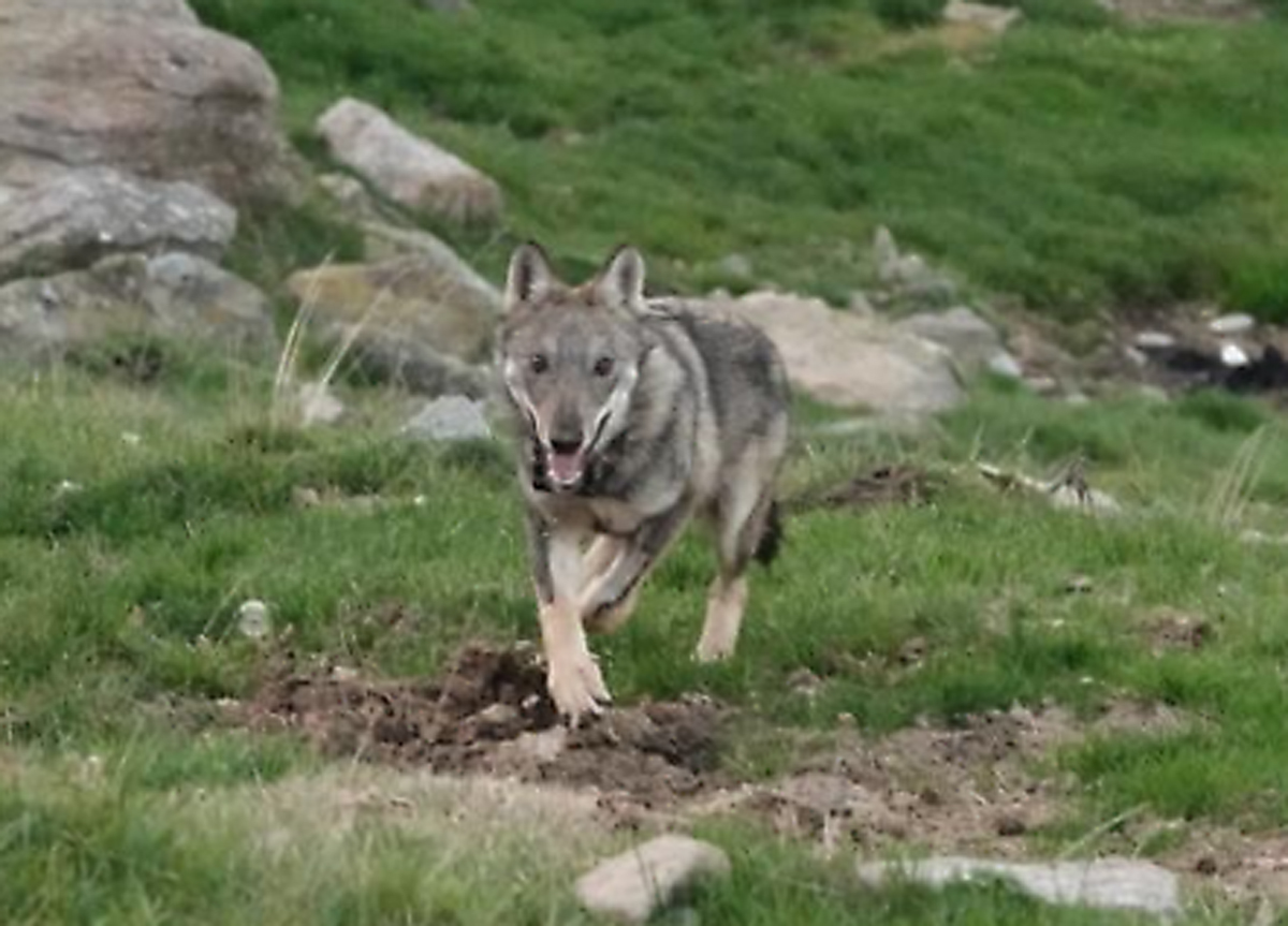 Operazione “Cappuccetto rosso”: incrociavano razze di lupo, condannati