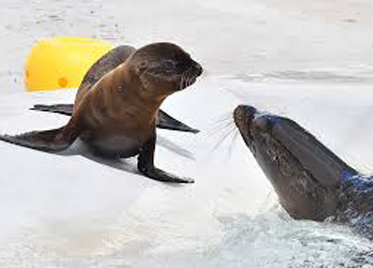 Fiocco rosa al Bioparco: è nata “Nami”, una otaria della California Fiocco rosa al Bioparco: è nata “Nami”, una otaria della California