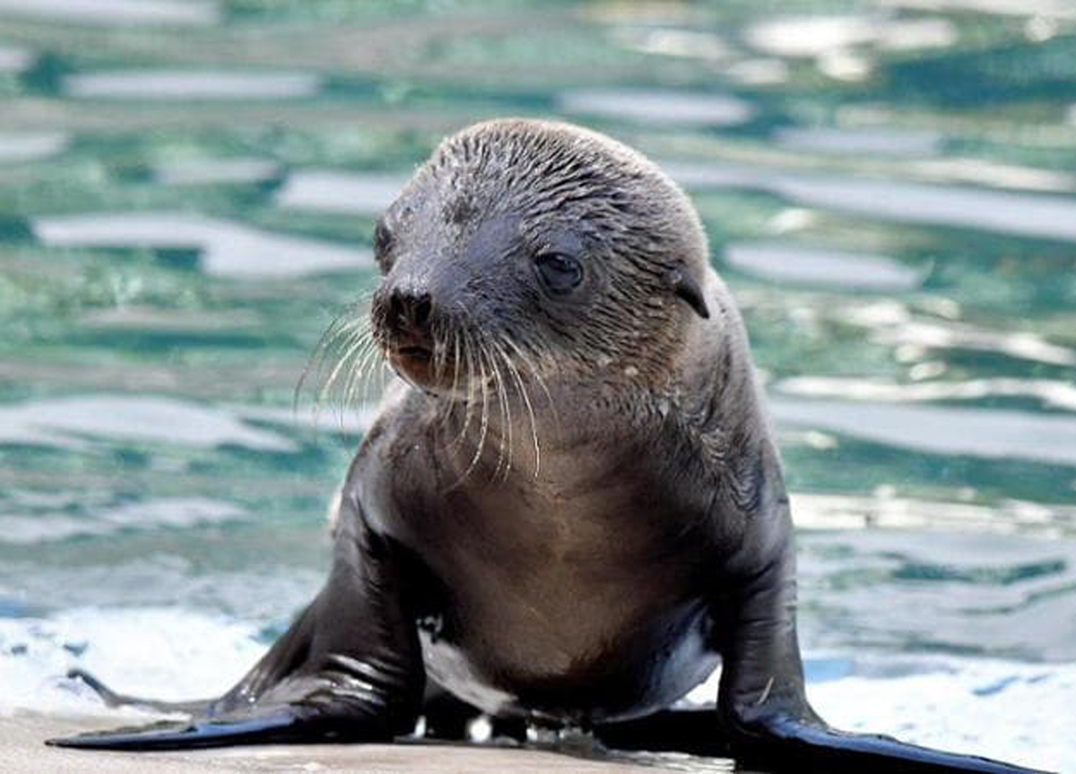 Fiocco rosa al Bioparco: è nata “Nami”, una otaria della California Fiocco rosa al Bioparco: è nata “Nami”, una otaria della California
