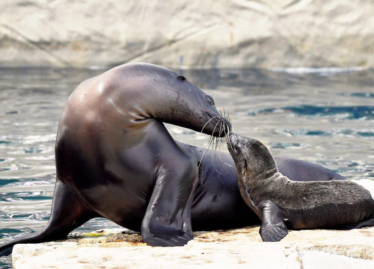 Fiocco rosa al Bioparco: è nata “Nami”, una otaria della California Fiocco rosa al Bioparco: è nata “Nami”, una otaria della California
