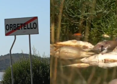Moria di pesci alla laguna di Orbetello, il biologo Lenzi: “Ecco come muoiono avvelenati”