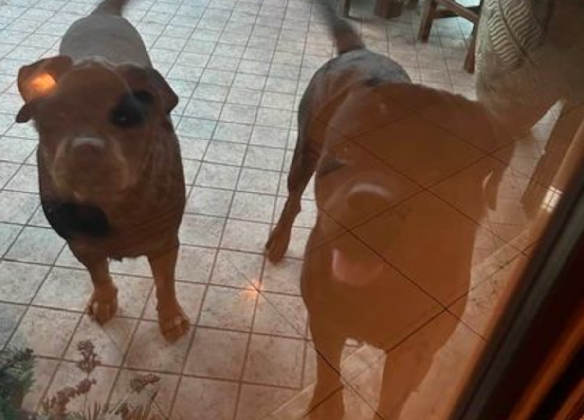 Orrore a Roma, taglia la testa al cane e si scaglia contro poliziotti: arrestato 40enne del Gambia Orrore a Roma, taglia la testa al cane e si scaglia contro poliziotti: arrestato 40enne del Gambia