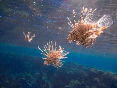 Il Pesce scorpione è il nuovo granchio blu: “Devasta gli ecosistemi”