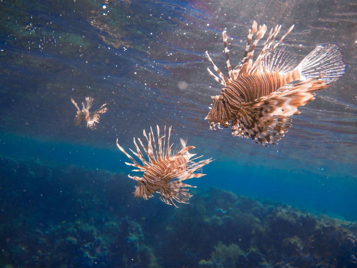 Il Pesce scorpione è il nuovo granchio blu: “Devasta gli ecosistemi” Il Pesce scorpione è il nuovo granchio blu: “Devasta gli ecosistemi”
