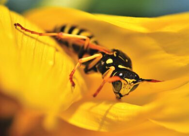 Trieste, chef muore per choc anafilattico dopo una puntura di vespa: stava visitando la madre al cimitero