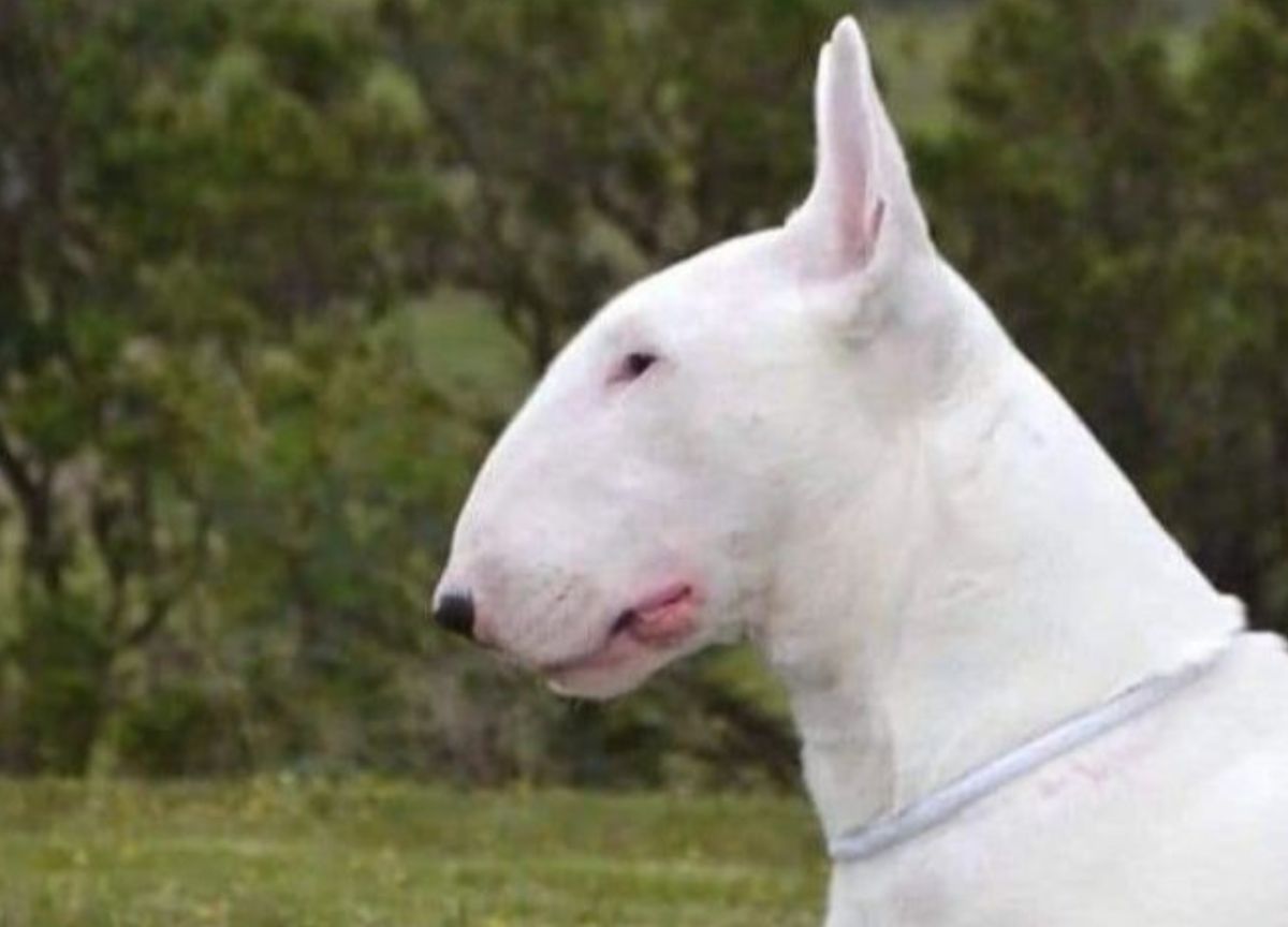 Bimba di 11 anni azzannata dal Bull Terrier di famiglia, il padre lo ferisce per salvare la figlia Bimba di 11 anni azzannata dal Bull Terrier di famiglia, il padre lo ferisce per salvare la figlia