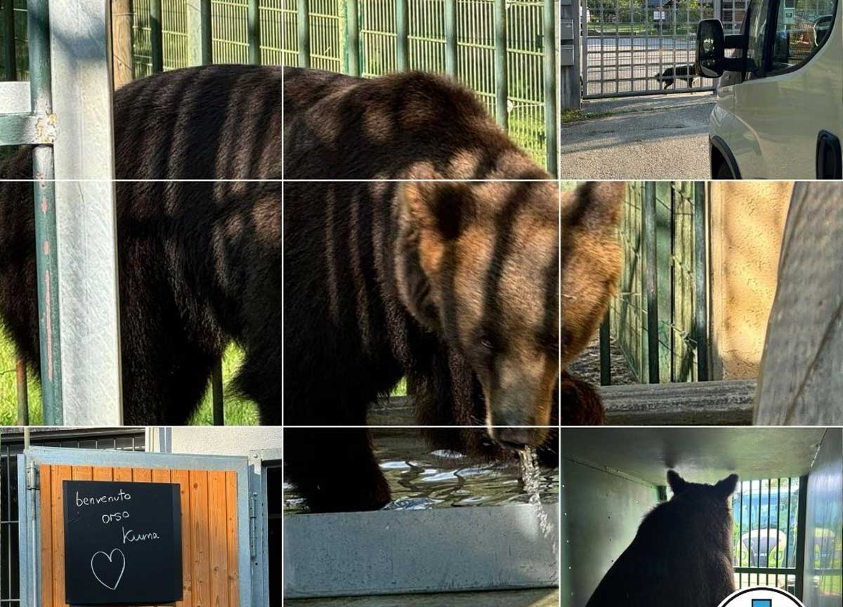 Via da Roma per andare a vivere in Germania: emigra l’orsetto Kuma, il viaggio verso la libertà