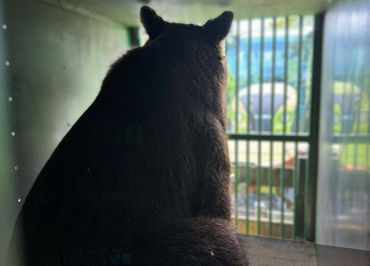 Via da Roma per andare a vivere in Germania: emigra l’orsetto Kuma, il viaggio verso la libertà