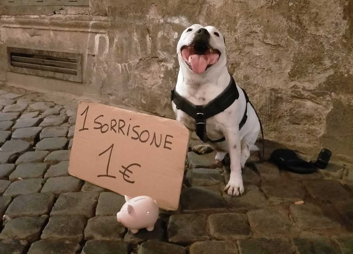Un euro per un sorriso: “Mi chiamo Persio e presto morirò, aiutatemi a costruire una fondazione per cani” Un euro per un sorriso: “Mi chiamo Persio e presto morirò, aiutatemi a costruire una fondazione per cani”
