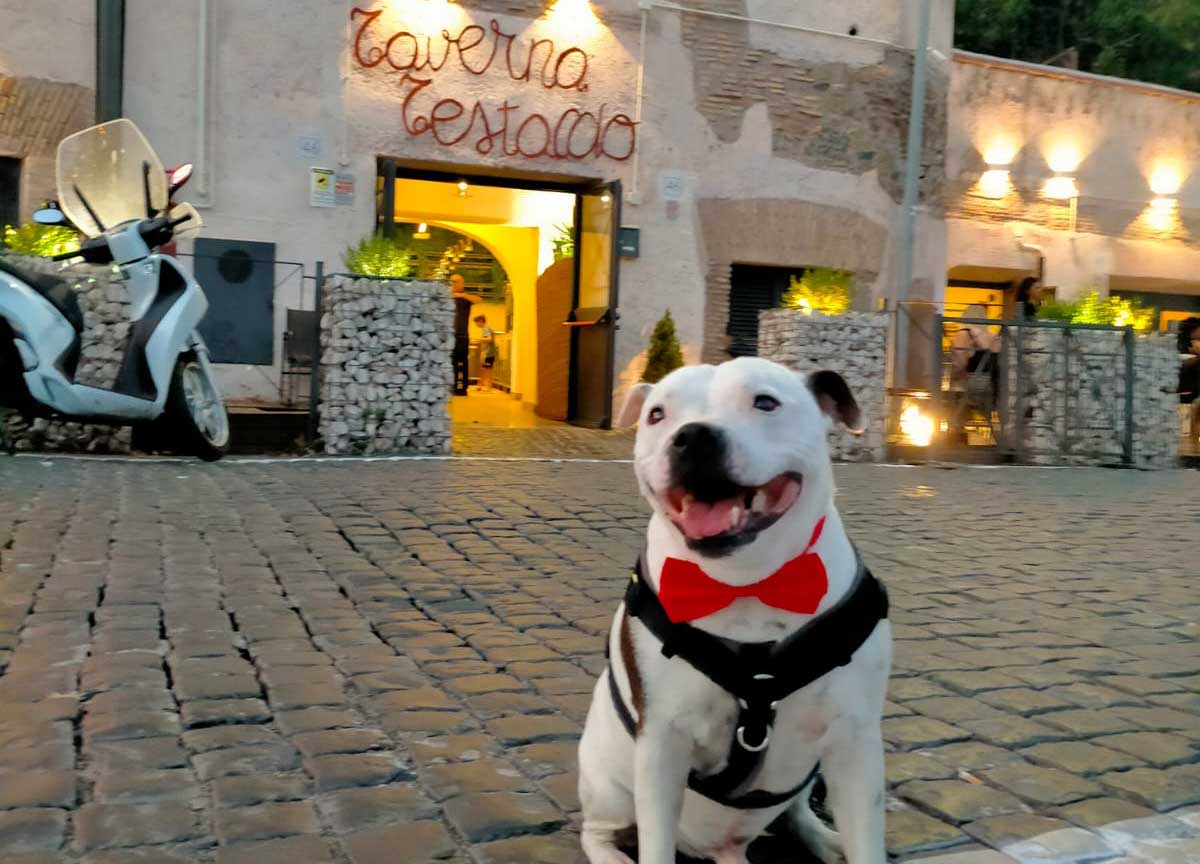 Un euro per un sorriso: “Mi chiamo Persio e presto morirò, aiutatemi a costruire una fondazione per cani” Un euro per un sorriso: “Mi chiamo Persio e presto morirò, aiutatemi a costruire una fondazione per cani”