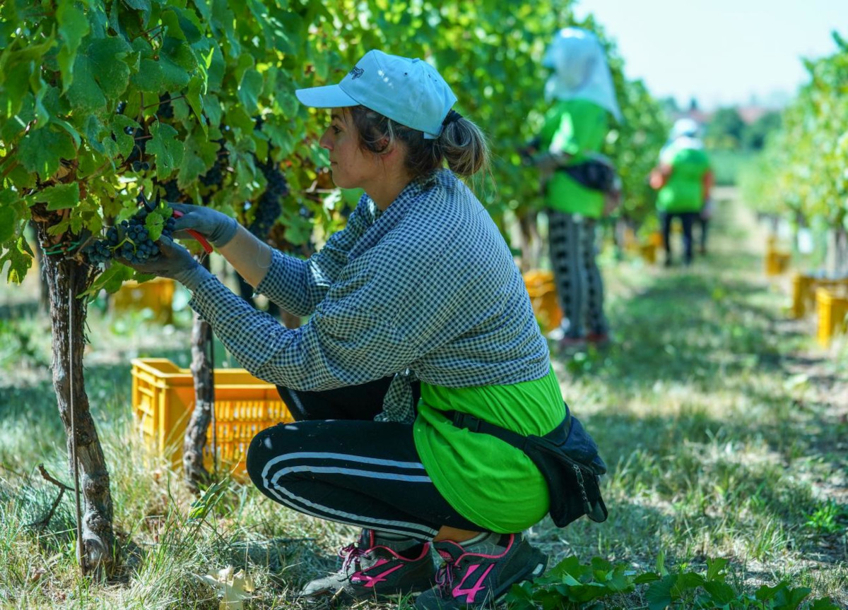Caldo e siccità, sos degli agricoltori: a rischio le coltivazioni di kiwi e la vendemmia Caldo e siccità, sos degli agricoltori: a rischio le coltivazioni di kiwi e la vendemmia