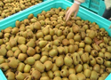 Caldo e siccità, sos degli agricoltori: a rischio le coltivazioni di kiwi e la vendemmia Caldo e siccità, sos degli agricoltori: a rischio le coltivazioni di kiwi e la vendemmia