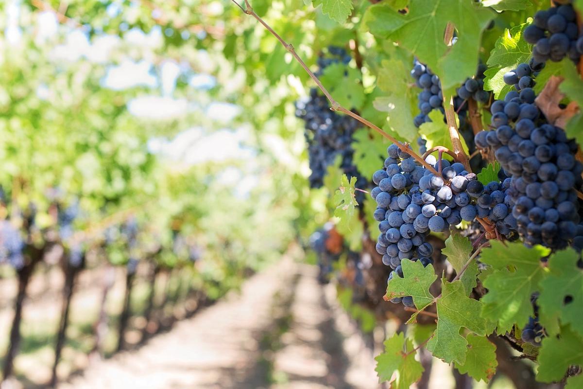 Caldo e siccità, sos degli agricoltori: a rischio le coltivazioni di kiwi e la vendemmia Caldo e siccità, sos degli agricoltori: a rischio le coltivazioni di kiwi e la vendemmia