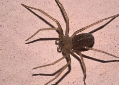 Ragno violino, l’Italia ne è piena: ecco dov’è più probabile trovarlo. Gli esperti rassicurano: “Non è aggressivo”