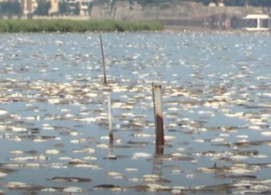 Estate nera all’Argentario: richiesta di calamità. Mare bollente: pesci morti a riva e turisti in fuga