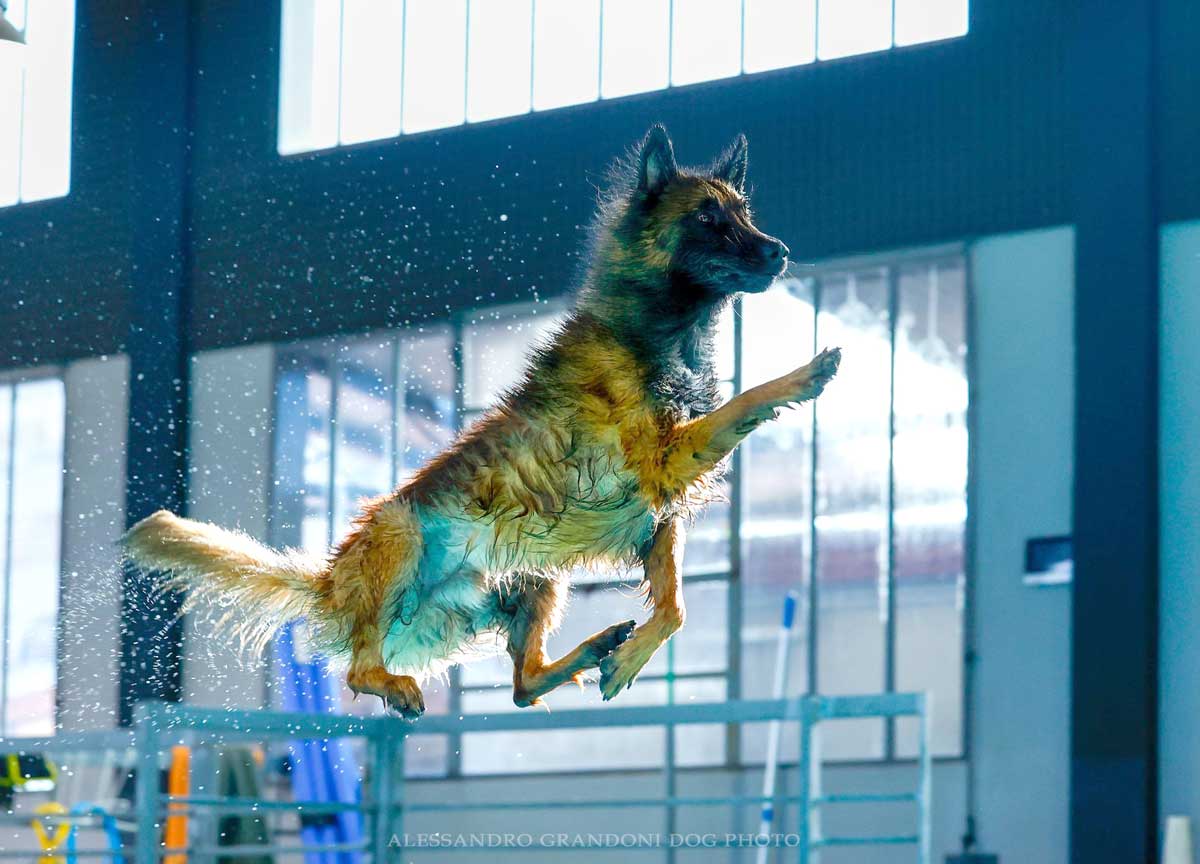 Cani che mettono le ali e si tuffano: i campioni a 4 zampe a Roma in cerca della finale negli States Cani che mettono le ali e si tuffano: i campioni a 4 zampe a Roma in cerca della finale negli States