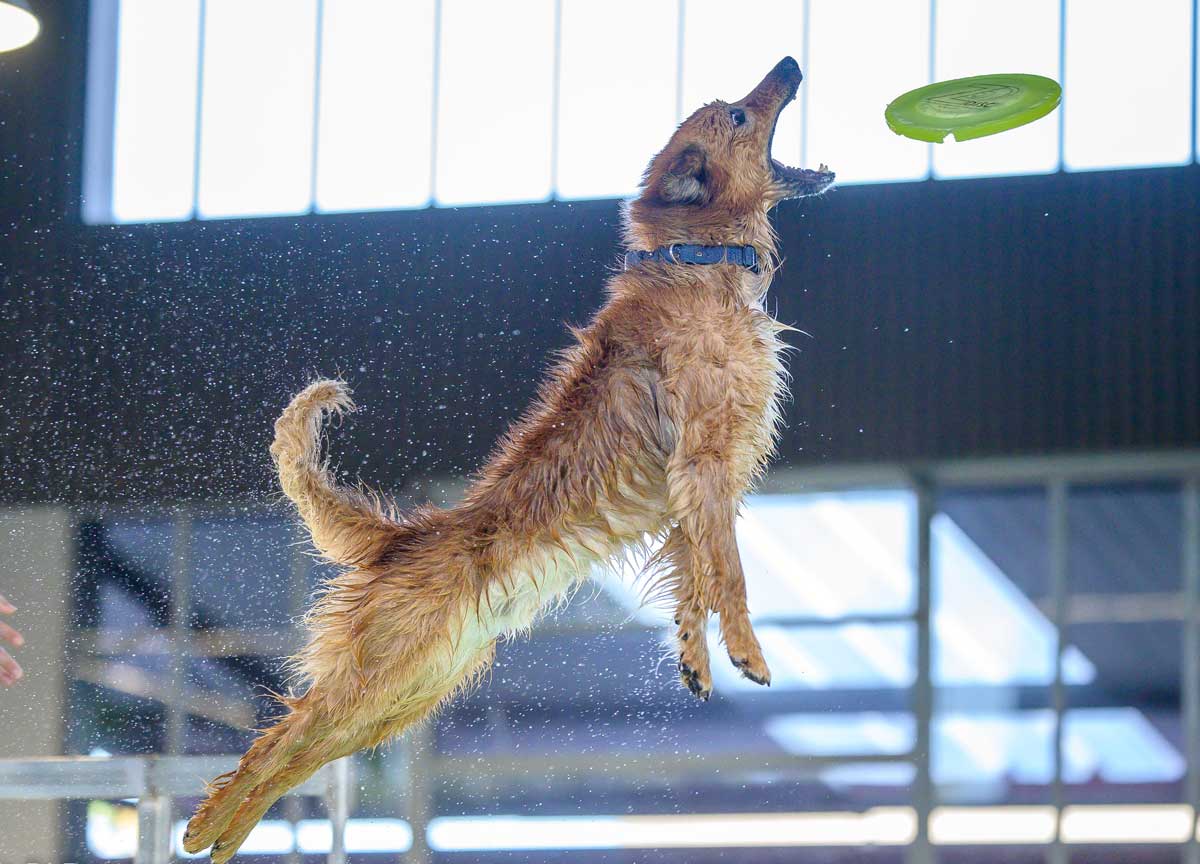 Cani che mettono le ali e si tuffano: i campioni a 4 zampe a Roma in cerca della finale negli States Cani che mettono le ali e si tuffano: i campioni a 4 zampe a Roma in cerca della finale negli States