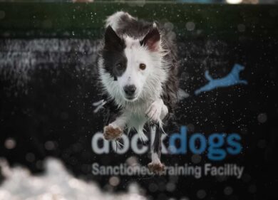 Cani che mettono le ali e si tuffano: i campioni a 4 zampe a Roma in cerca della finale negli States