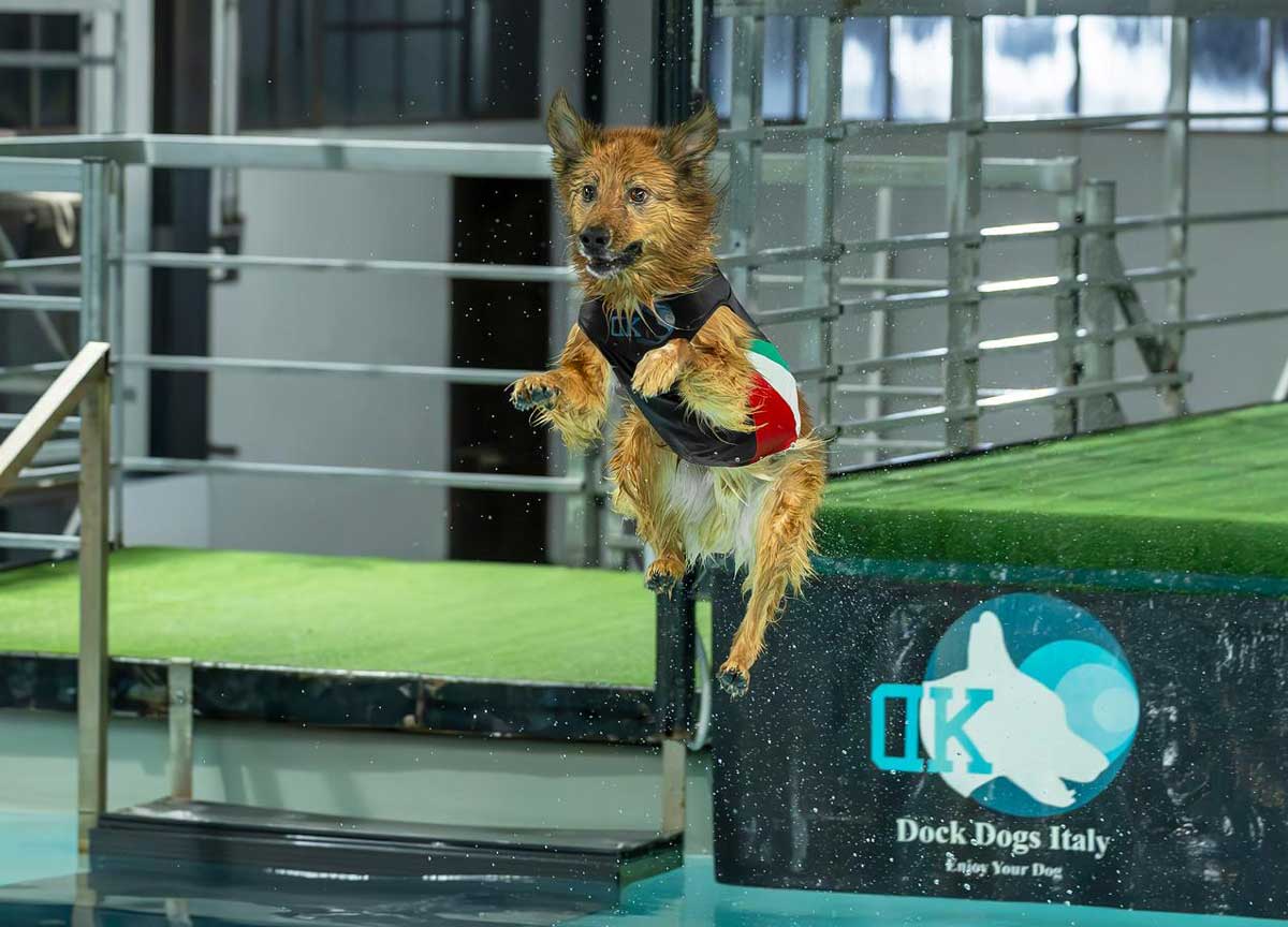 Cani che mettono le ali e si tuffano: i campioni a 4 zampe a Roma in cerca della finale negli States Cani che mettono le ali e si tuffano: i campioni a 4 zampe a Roma in cerca della finale negli States