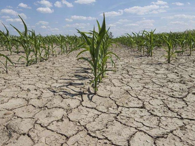 Crisi Idrica, Rollo (Legacoop): “Produzioni agricole ai minimi. la politica degli indennizzi non basta più”.