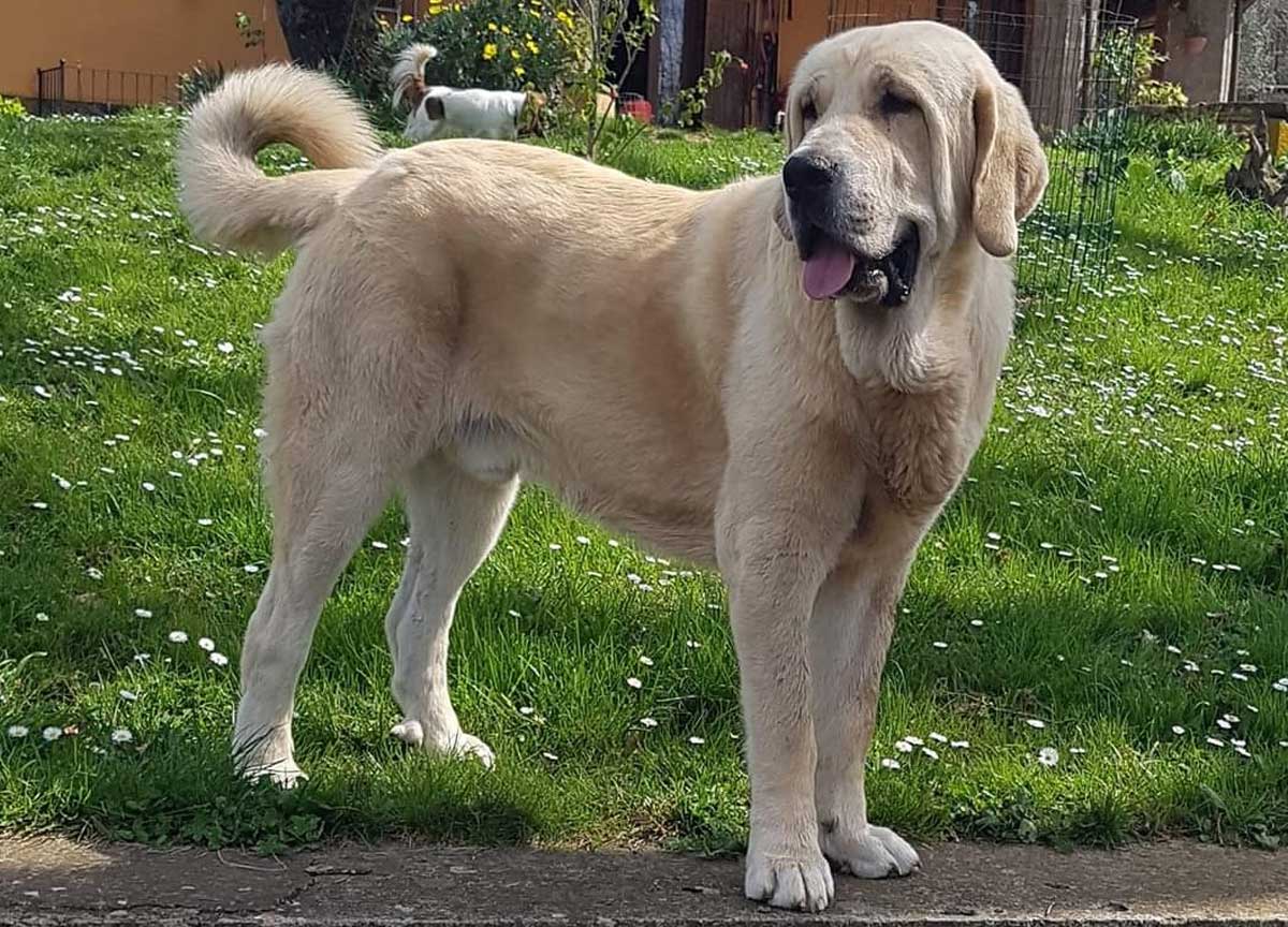“Cambio vita e allevo Bloodhound”. A Canale Monterano lo show di dieci cuccioli di una razza poco conosciuta “Cambio vita e allevo Bloodhound”. A Canale Monterano lo show di dieci cuccioli di una razza poco conosciuta