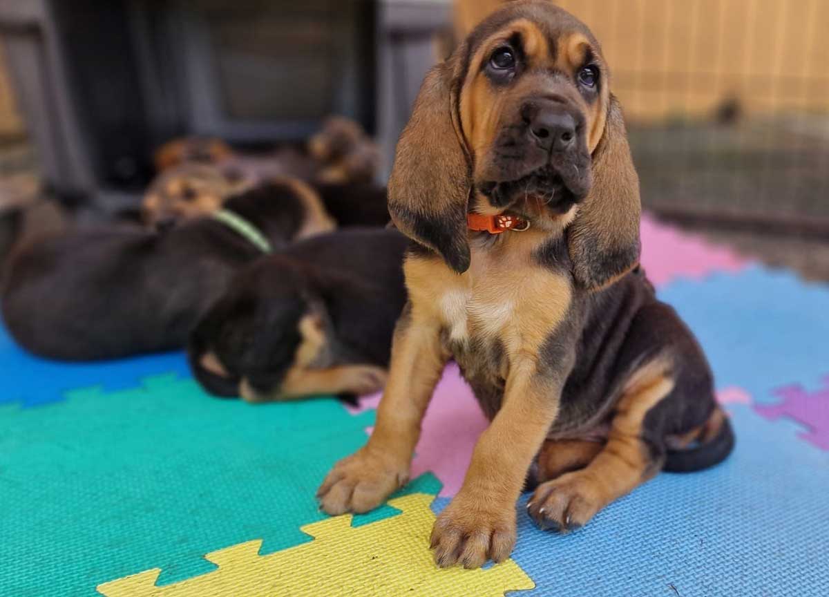 “Cambio vita e allevo Bloodhound”. A Canale Monterano lo show di dieci cuccioli di una razza poco conosciuta “Cambio vita e allevo Bloodhound”. A Canale Monterano lo show di dieci cuccioli di una razza poco conosciuta