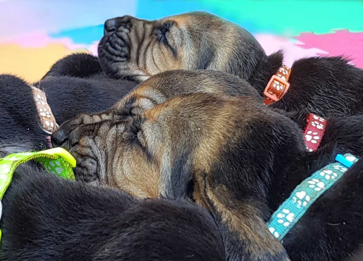 “Cambio vita e allevo Bloodhound”. A Canale Monterano lo show di dieci cuccioli di una razza poco conosciuta “Cambio vita e allevo Bloodhound”. A Canale Monterano lo show di dieci cuccioli di una razza poco conosciuta