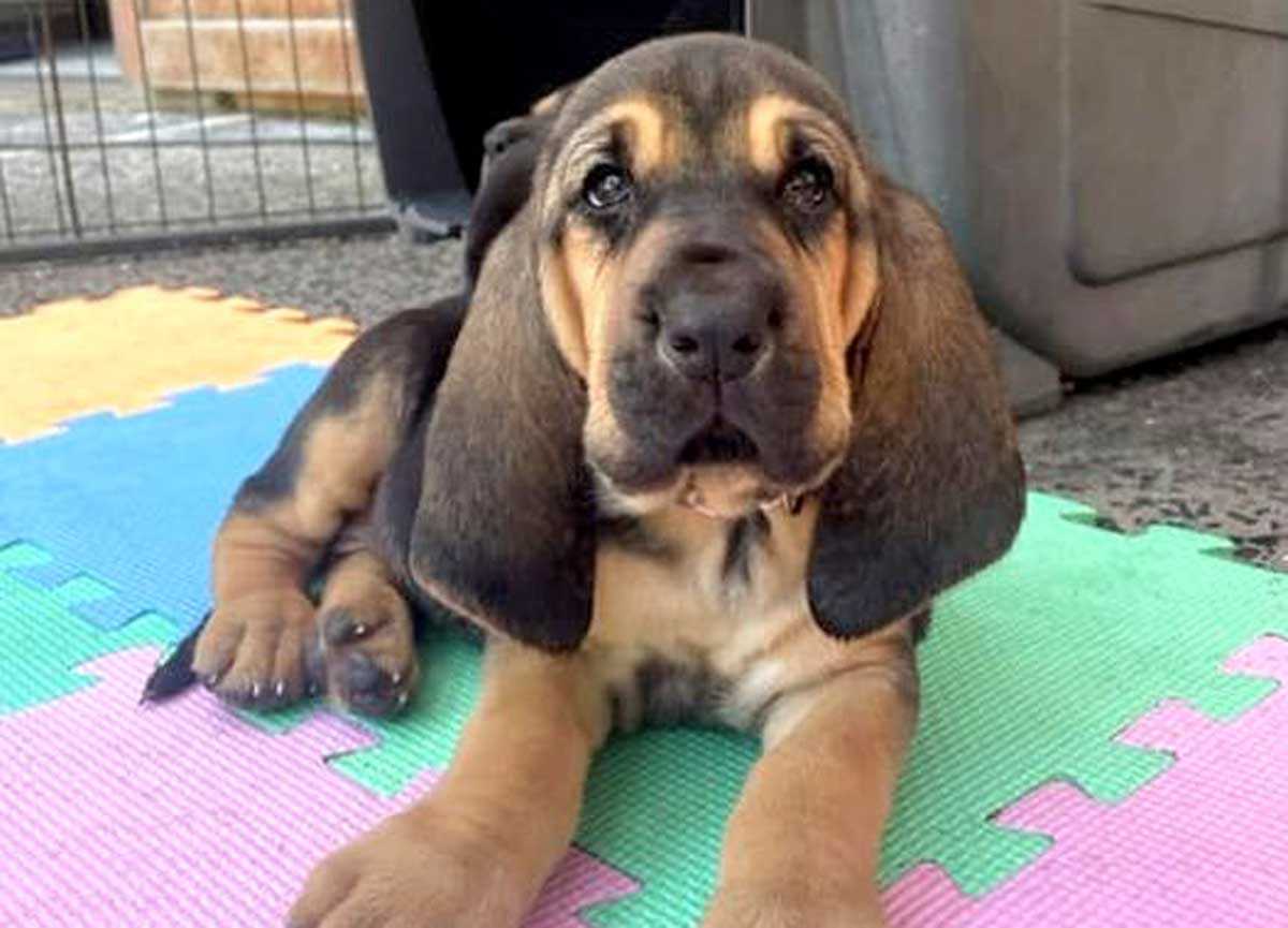 “Cambio vita e allevo Bloodhound”. A Canale Monterano lo show di dieci cuccioli di una razza poco conosciuta “Cambio vita e allevo Bloodhound”. A Canale Monterano lo show di dieci cuccioli di una razza poco conosciuta