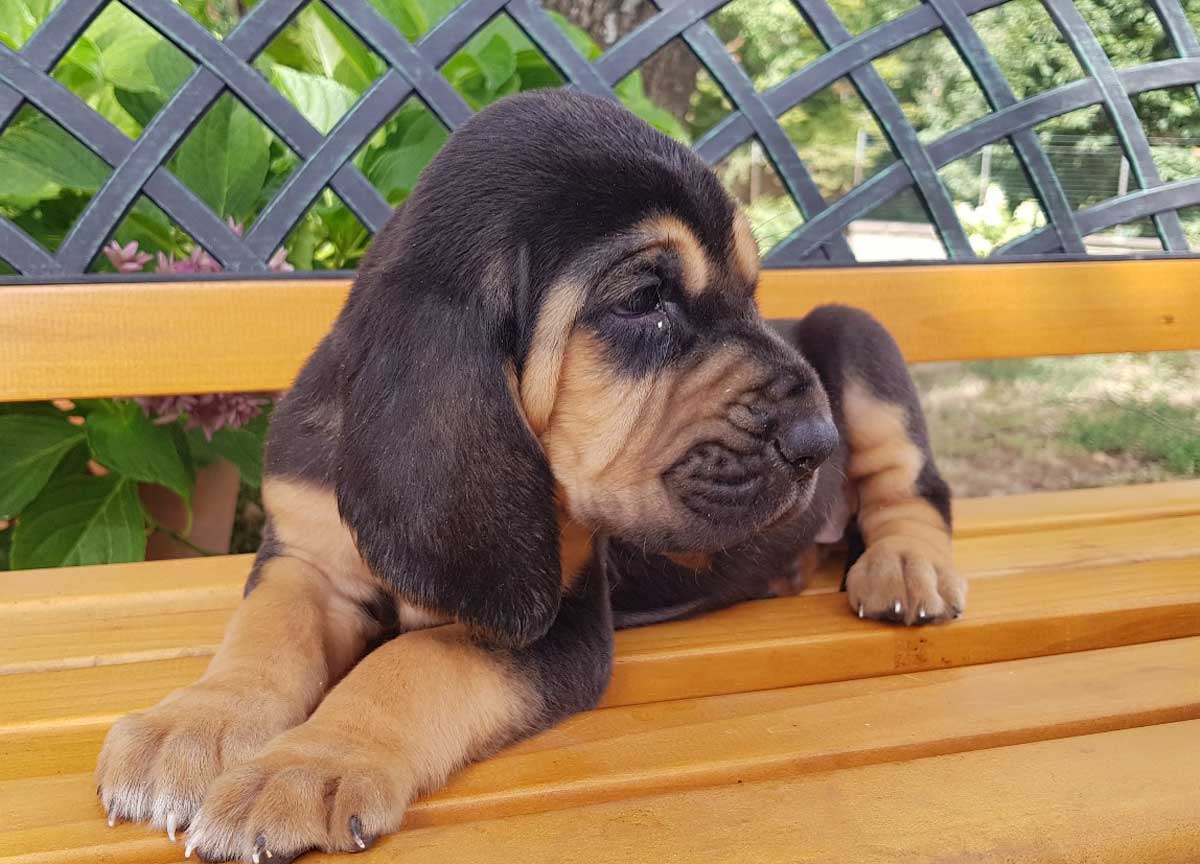 “Cambio vita e allevo Bloodhound”. A Canale Monterano lo show di dieci cuccioli di una razza poco conosciuta “Cambio vita e allevo Bloodhound”. A Canale Monterano lo show di dieci cuccioli di una razza poco conosciuta