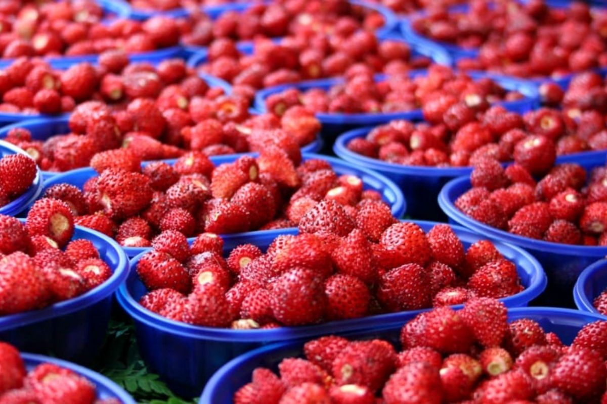 Lidl, allarme sicurezza alimentare: la terribile scoperta in un cestino di fragole Lidl, allarme sicurezza alimentare: la terribile scoperta in un cestino di fragole