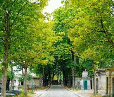 Palermo, un “killer” di alberi si aggira per la città: la procura indaga