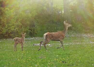 Messaggio ai creator scatenati: fare selfie con gli animali selvatici è reato