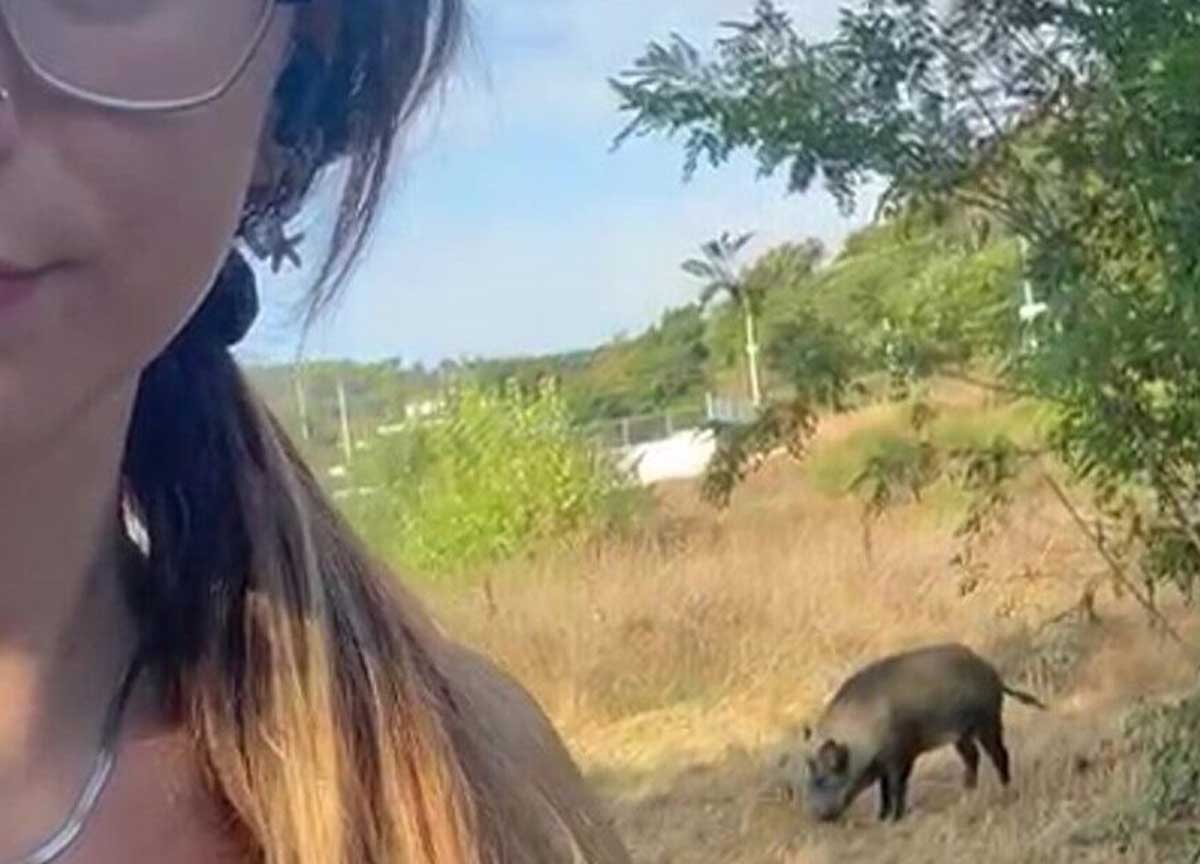 Messaggio ai creator scatenati: fare selfie con gli animali selvatici è reato