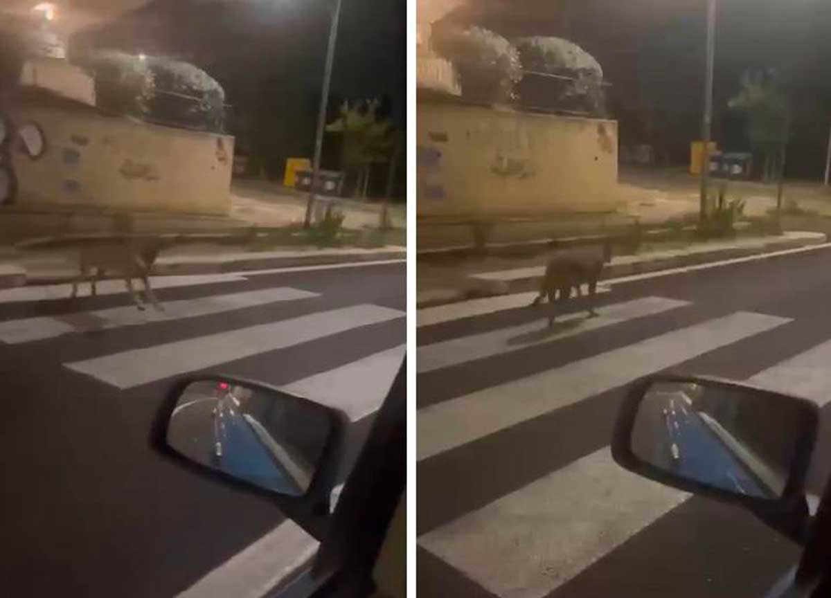 Lupo catturato a Porta di Roma: verrà trasferito nel Parco d ‘Abruzzo. È una cucciola femmina Lupo catturato a Porta di Roma: verrà trasferito nel Parco d ‘Abruzzo. È una cucciola femmina