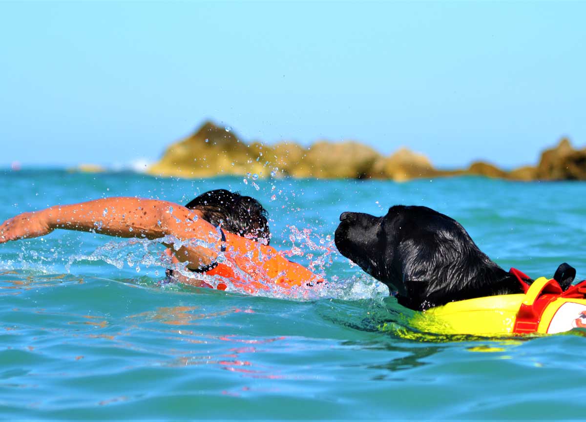 Vuoi prendere un cane? Prima il patentino per i padroni. Bracciano offre i corsi gratuiti