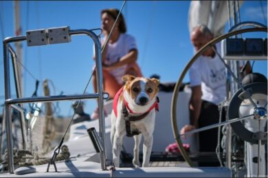 Vela a quattrozampe nel Golfo di Lerici