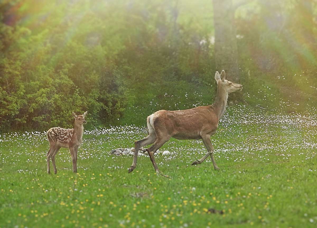 Cervi in Abruzzo: dall’alba del 14 parte la mattanza. Sulla Giunta Marsilio ricorso d’urgenza al Consiglio di Stato