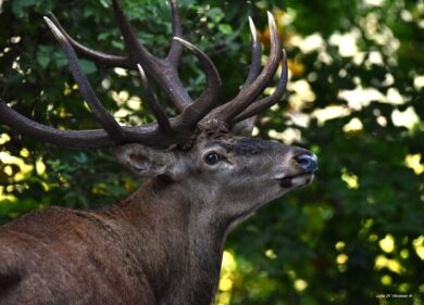 Cervi in Abruzzo: dall’alba del 14 parte la mattanza. Sulla Giunta Marsilio ricorso d’urgenza al Consiglio di Stato