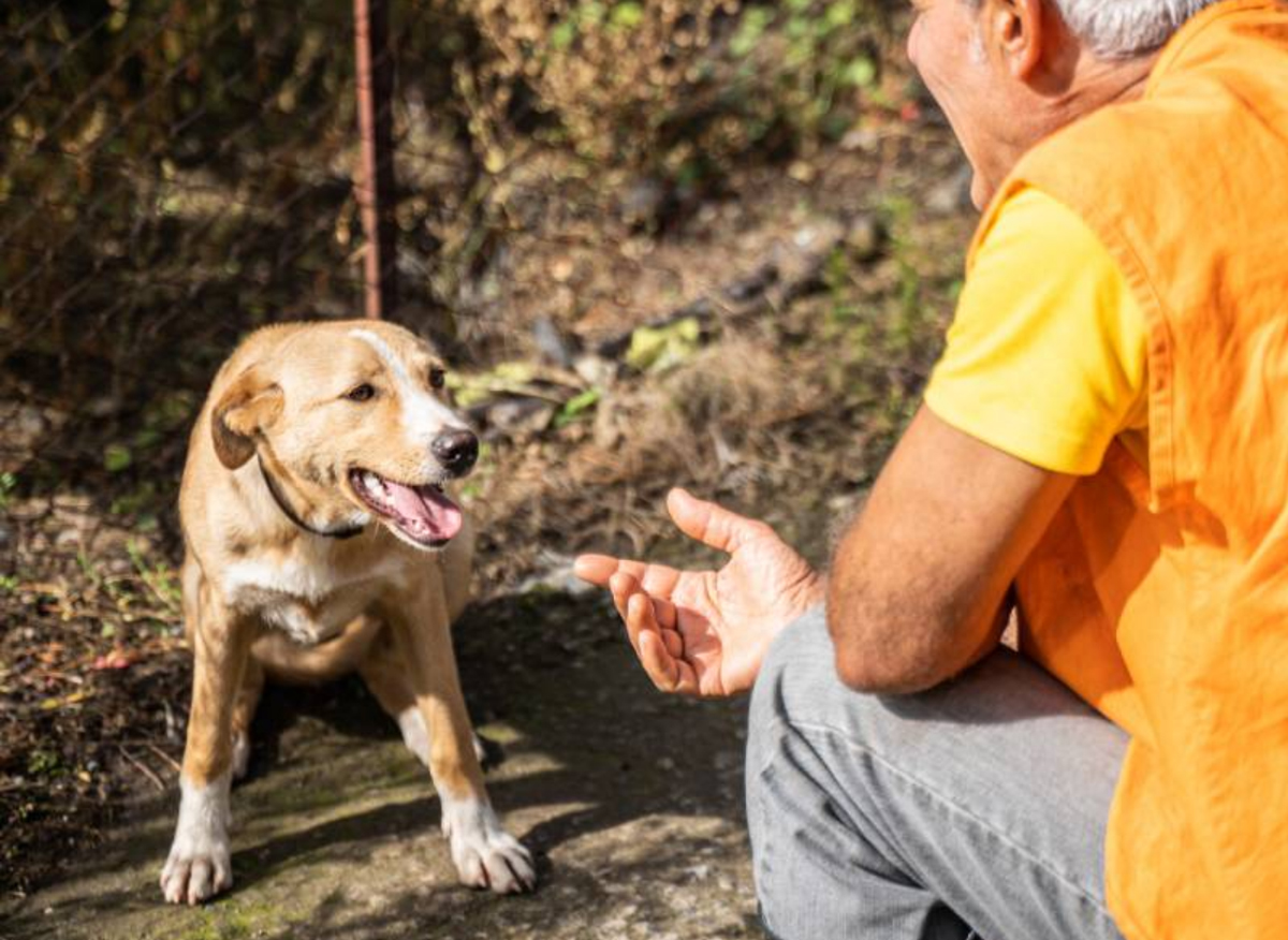 Cani e gatti, c’è l’ambulatorio sociale. Lo “schiaffo” di Lav e Sant’Egidio alle promesse del Comune di Roma Cani e gatti, c’è l’ambulatorio sociale. Lo “schiaffo” di Lav e Sant’Egidio alle promesse del Comune di Roma