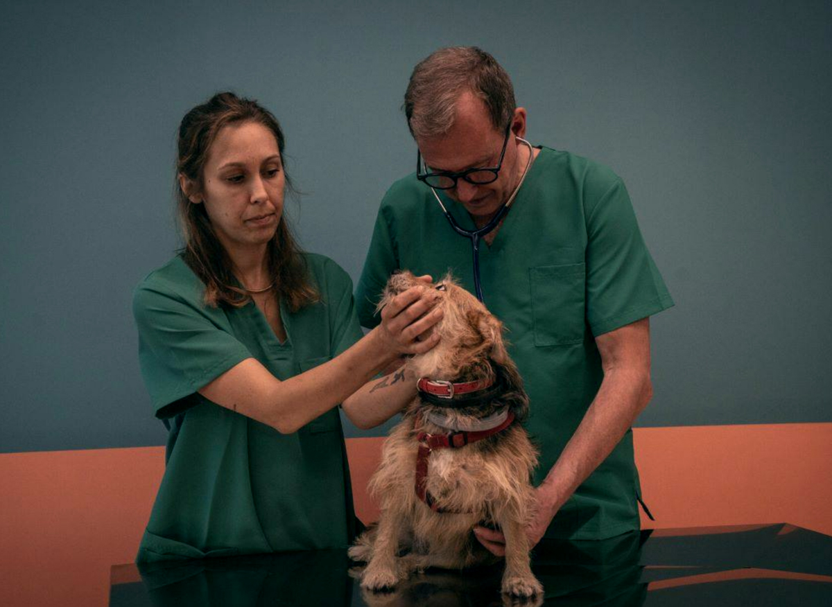 Cani e gatti, c’è l’ambulatorio sociale. Lo “schiaffo” di Lav e Sant’Egidio alle promesse del Comune di Roma Cani e gatti, c’è l’ambulatorio sociale. Lo “schiaffo” di Lav e Sant’Egidio alle promesse del Comune di Roma