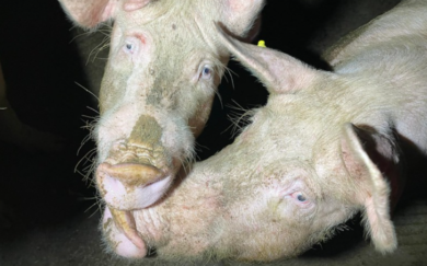 Allevamenti intensivi, maltrattamenti sugli animali: l’inchiesta choc in un macello di Cremona. VIDEO e FOTO