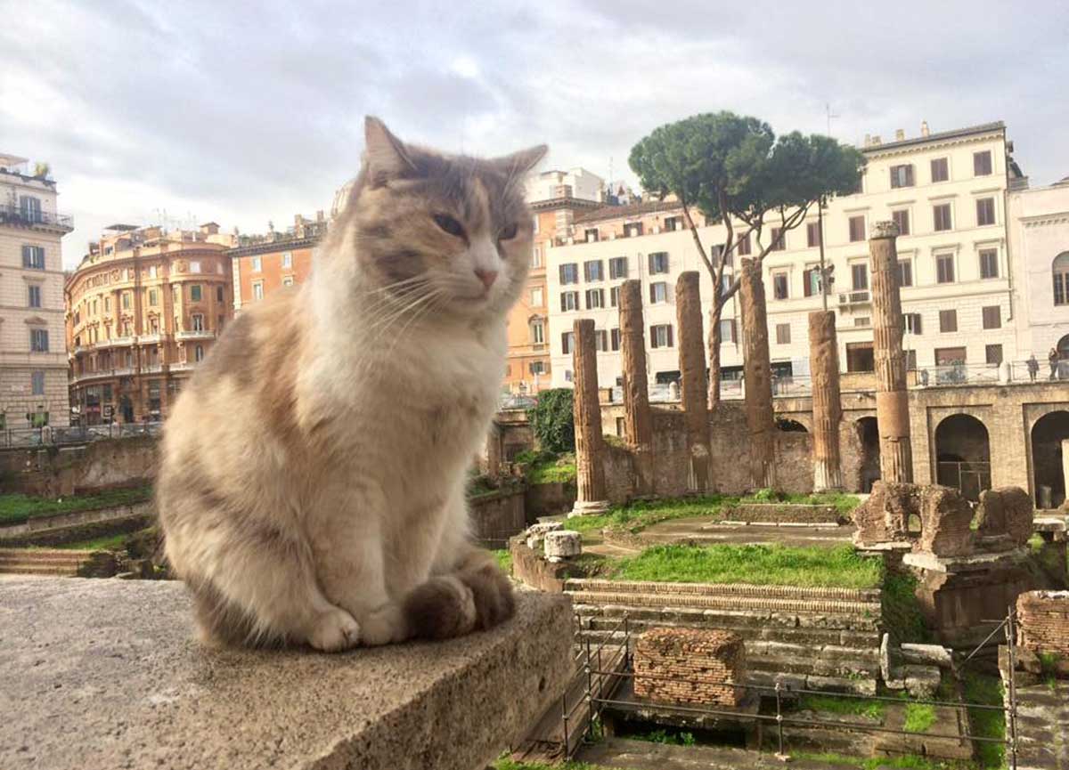 A Roma c’è sempre trippa per gatti. Il Comune approva il nuovo menu: 80 mila euro per 9324 felini in colonia. E i topi ballano A Roma c’è sempre trippa per gatti. Il Comune approva il nuovo menu: 80 mila euro per 9324 felini in colonia. E i topi ballano