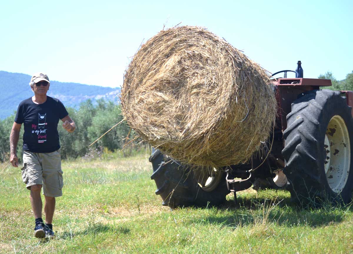 Olio extravergine a peso d’oro: caldo e umidità dimezzano la produzione. La prima raccolta fa volare il prezzo oltre i 16 euro al litro