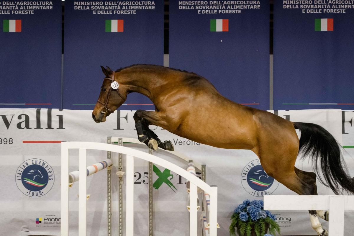 FieraCavalli 2024: a Verona la Puglia con le razze equine autoctone FieraCavalli 2024: a Verona la Puglia con le razze equine autoctone