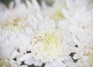 Kalia, un supporto completo per la pianificazione e la gestione di servizi funerari